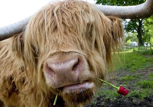 为什么陆地哺乳动物都是三瓣嘴