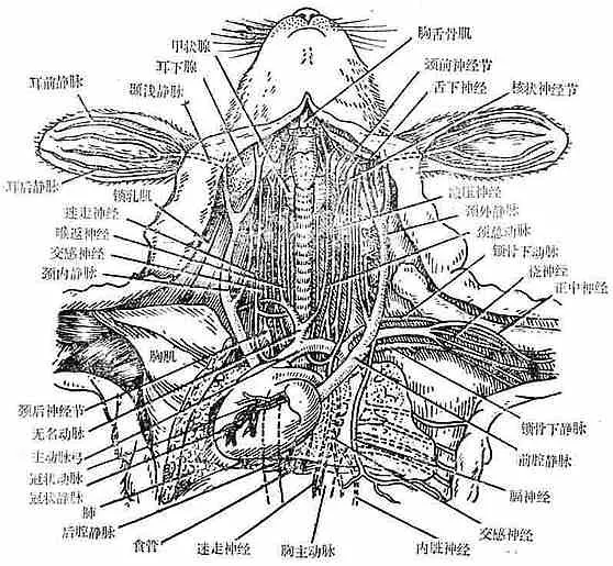 大鼠颈静脉位置图片