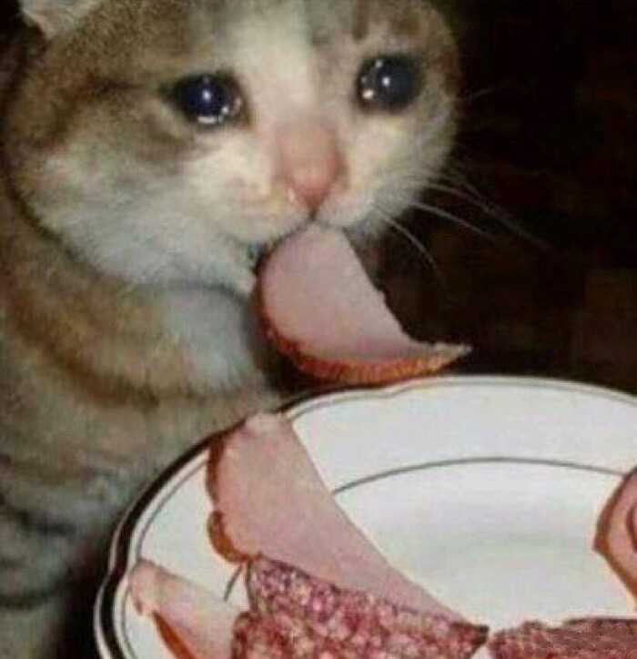 有没有哭泣猫的表情包?