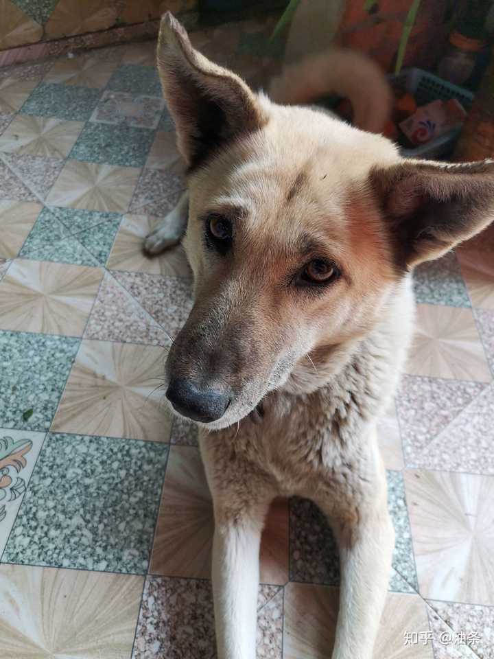 中華田園犬的顏值可以多低?