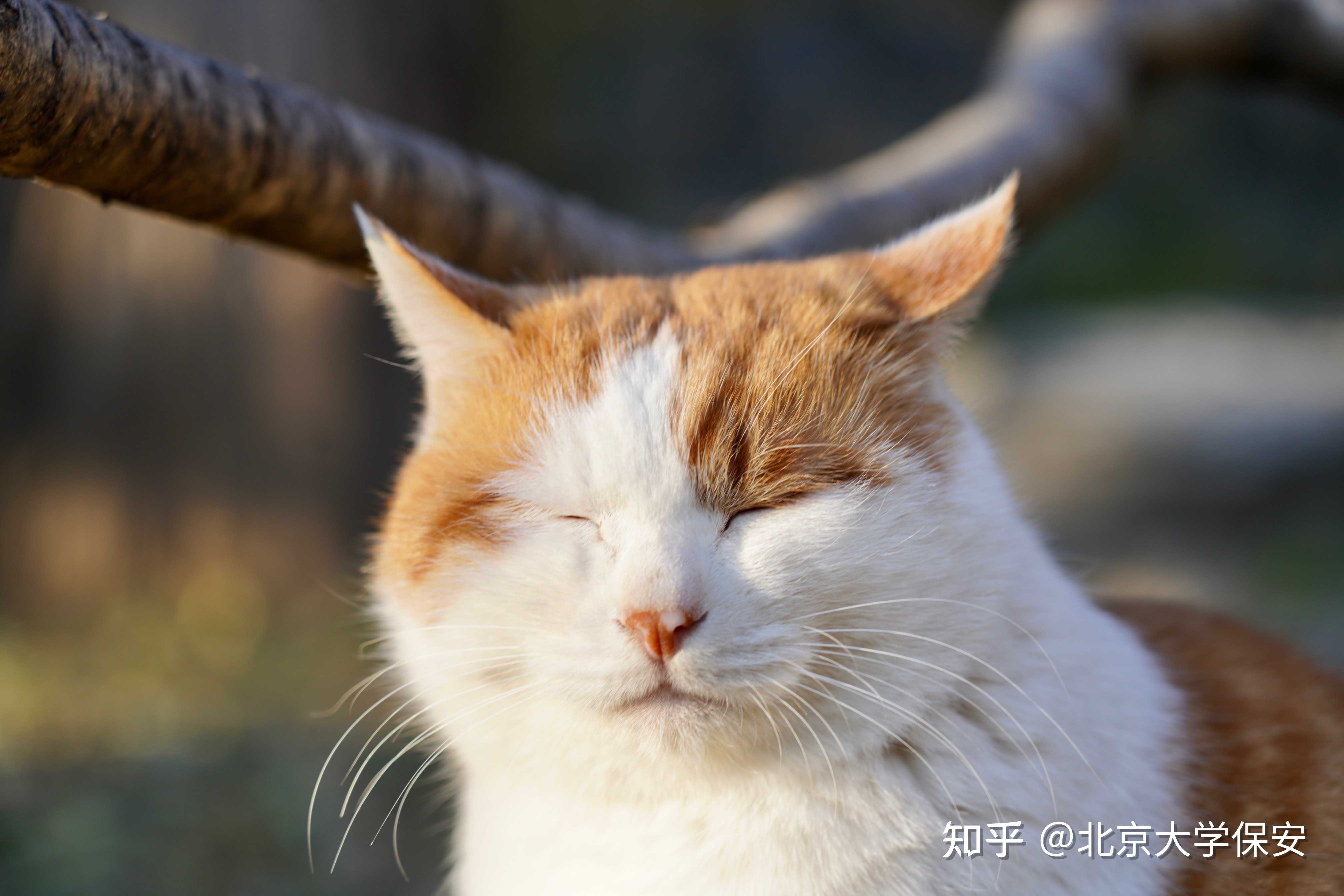 北京大学猫咪图鉴