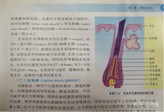 一个一天掉多少头发是正常的