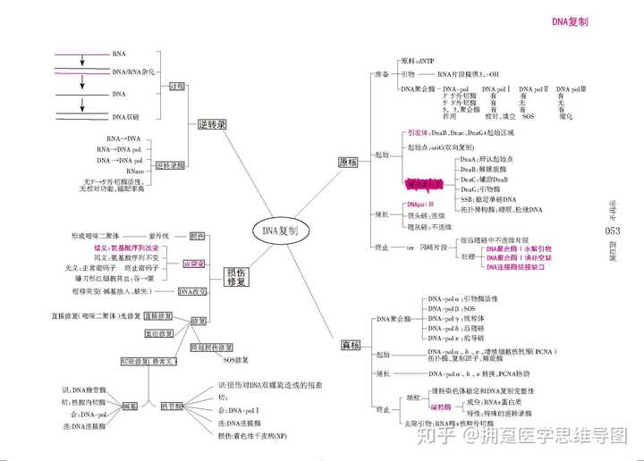 dna的复制思维导图图片