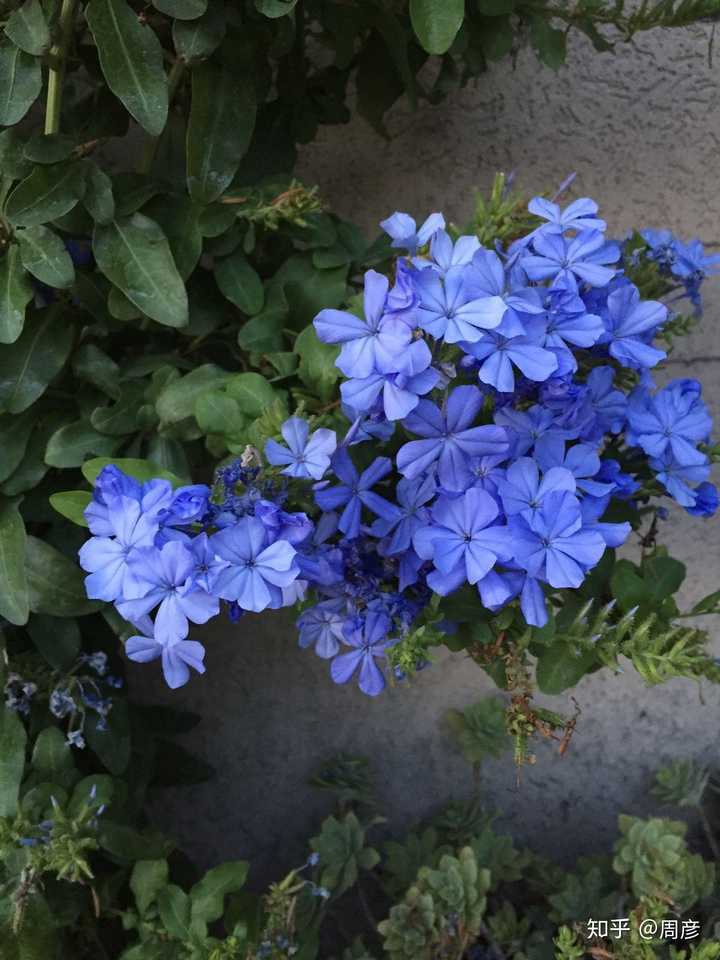 有什么好看花期又长的花 知乎 有什么好看花期又长的花 知乎