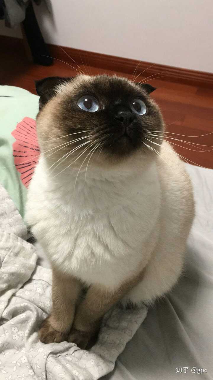 请问有胖暹罗嘛?