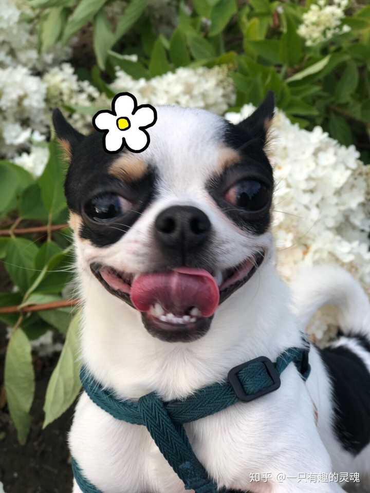 有哪些狗狗小奶狗时期和长大后的对比照片值得分享?