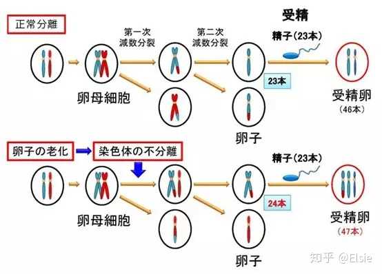 母親年齡越大,胎兒唐氏綜合徵風險越大