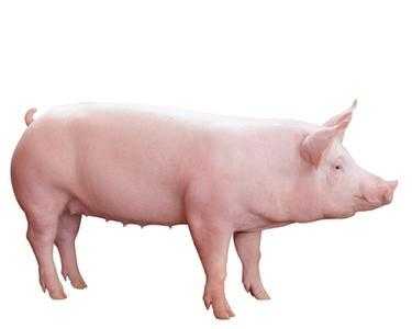 如何评价网易丁家猪开始拍卖,一只整猪拍得8万8?