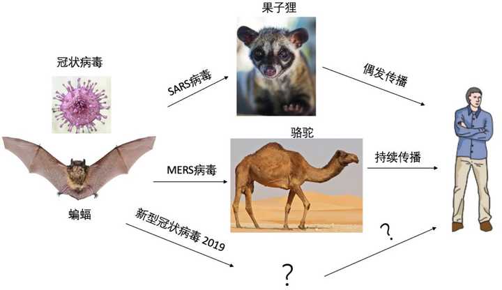 冠状病毒从动物到人的传播示意图.