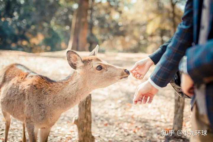 关于奈良旅游喂鹿的注意事项 知乎