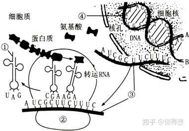 rna翻譯合成蛋白質,圖中合成的為肽鏈,當肽鏈盤曲摺疊後才能形成有