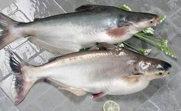 传言中国超市里的龙利鱼其实原名巴沙鱼 对人体大大有害 是否属实 知乎