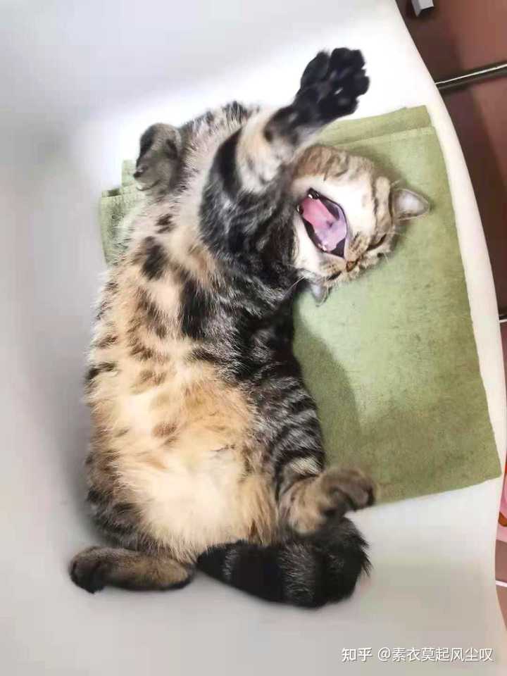 你是什么时候发现自己是猫猫的唯一 知乎 你是什么时候发现自己是猫猫的唯一 知乎