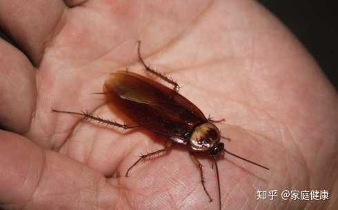 到底要怎么样才能消灭蟑螂啊!