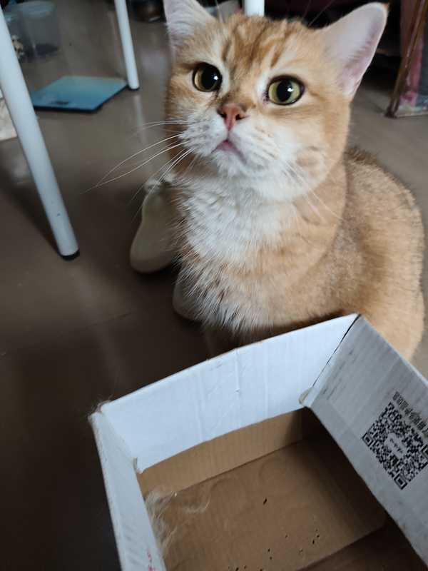 小猫咪不开心的时候会有哪些表现？