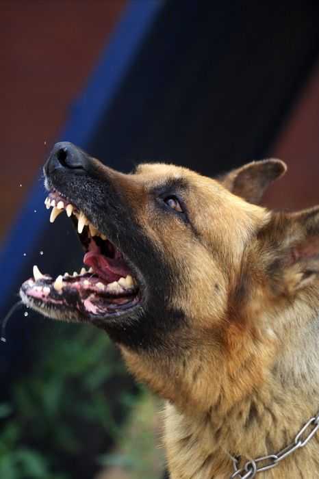 只论军犬,警犬接触很少.