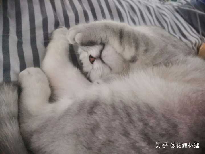 如何看待女朋友抱着猫在床上自拍 发朋友圈屏蔽了我 一看见女朋友和猫亲近就会难受 该怎么办 知乎 如何看待女朋友抱着猫在床上自拍 发朋友圈屏蔽了我 一看见女朋友和猫亲近就会难受 该怎么办 知乎