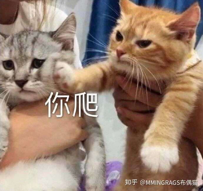 买猫的时候被猫舍鄙视是什么感受 知乎