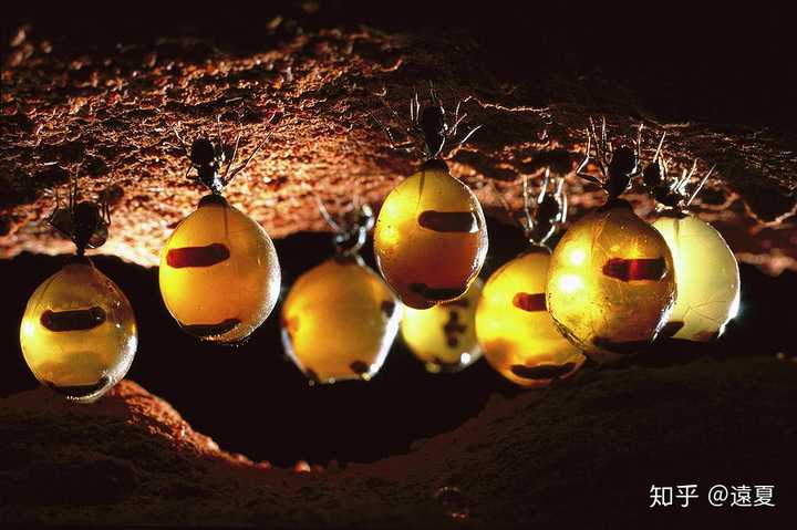 有没有什么动物是因为自己的愚蠢而死的? - 知乎