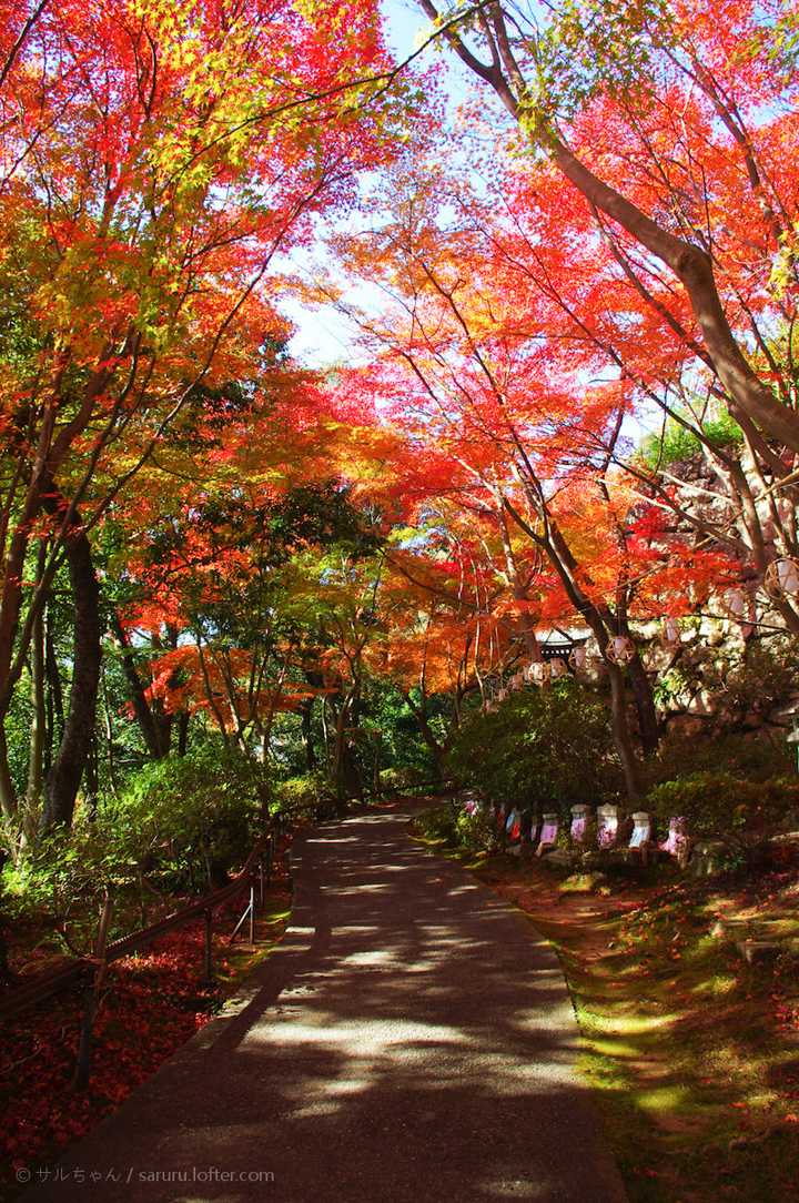 秋天去日本赏红叶有什么特别的技巧 Saruru 的回答 知乎