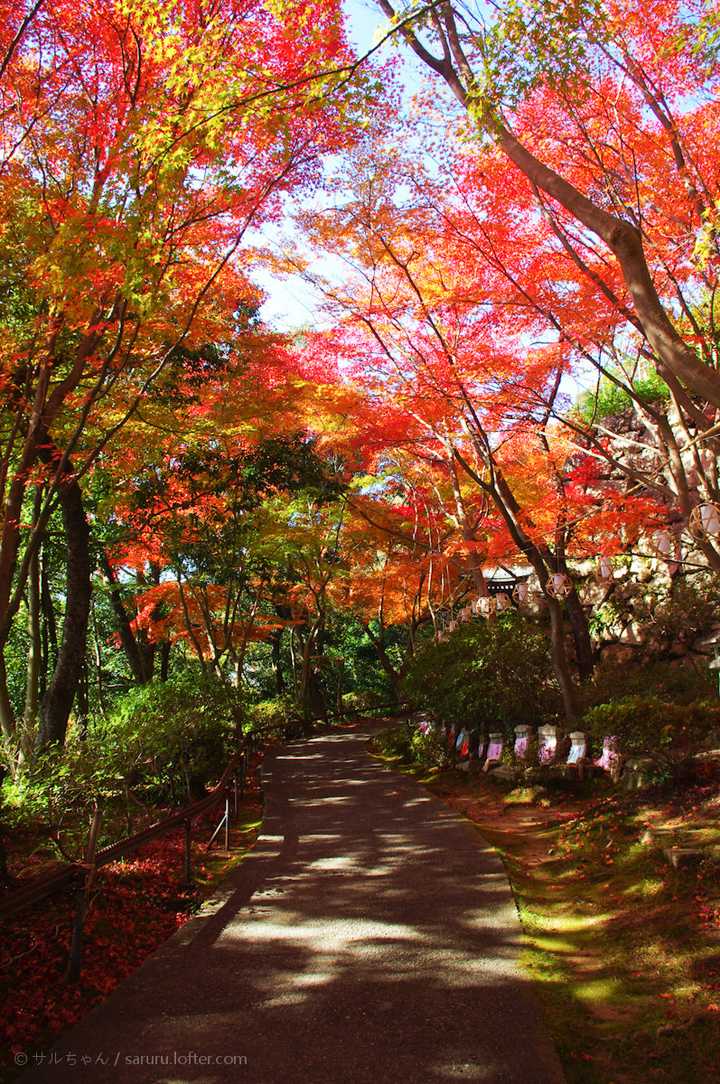 秋天去日本赏红叶有什么特别的技巧 Saruru 的回答 知乎 秋天去日本赏红叶有什么特别的技巧 Saruru 的回答 知乎