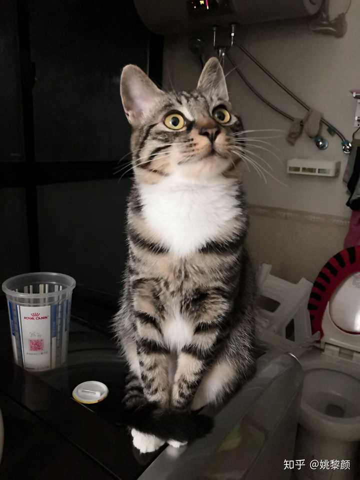 狸花猫可以漂亮到什么程度?