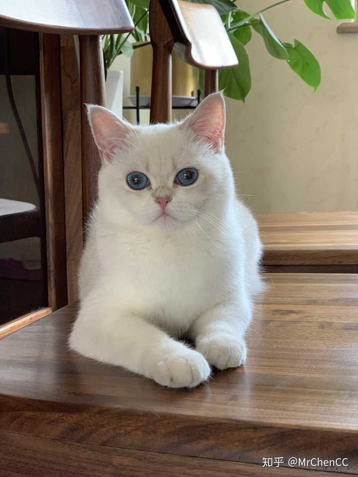 卖家说是英短银点,但是我觉得看起来不像啊?