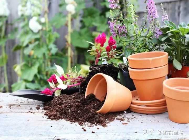 哪些西餐用的植物香料可以在家自己种植 知乎