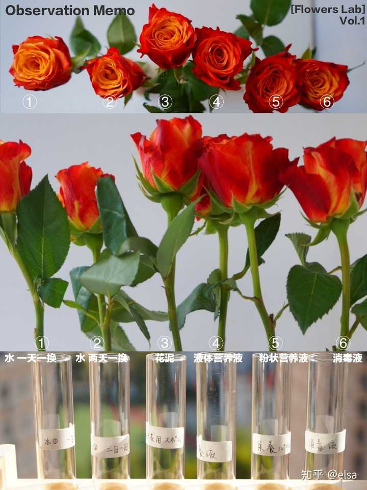 怎样延长鲜花的保鲜期 云梢花艺的回答 知乎