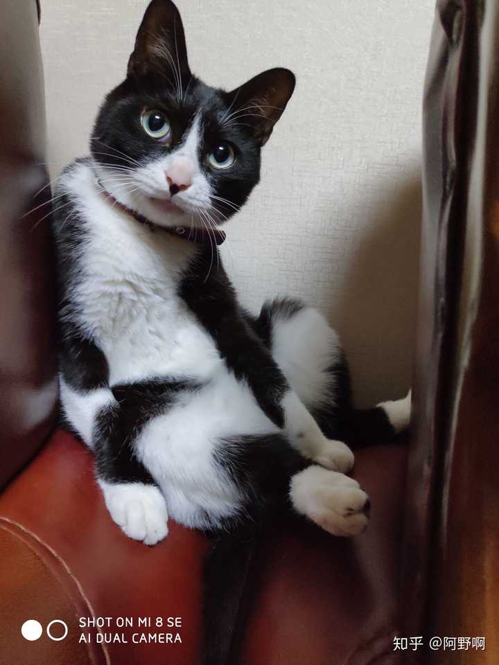 请问一下大家,你们家养的猫都是什么品种的?