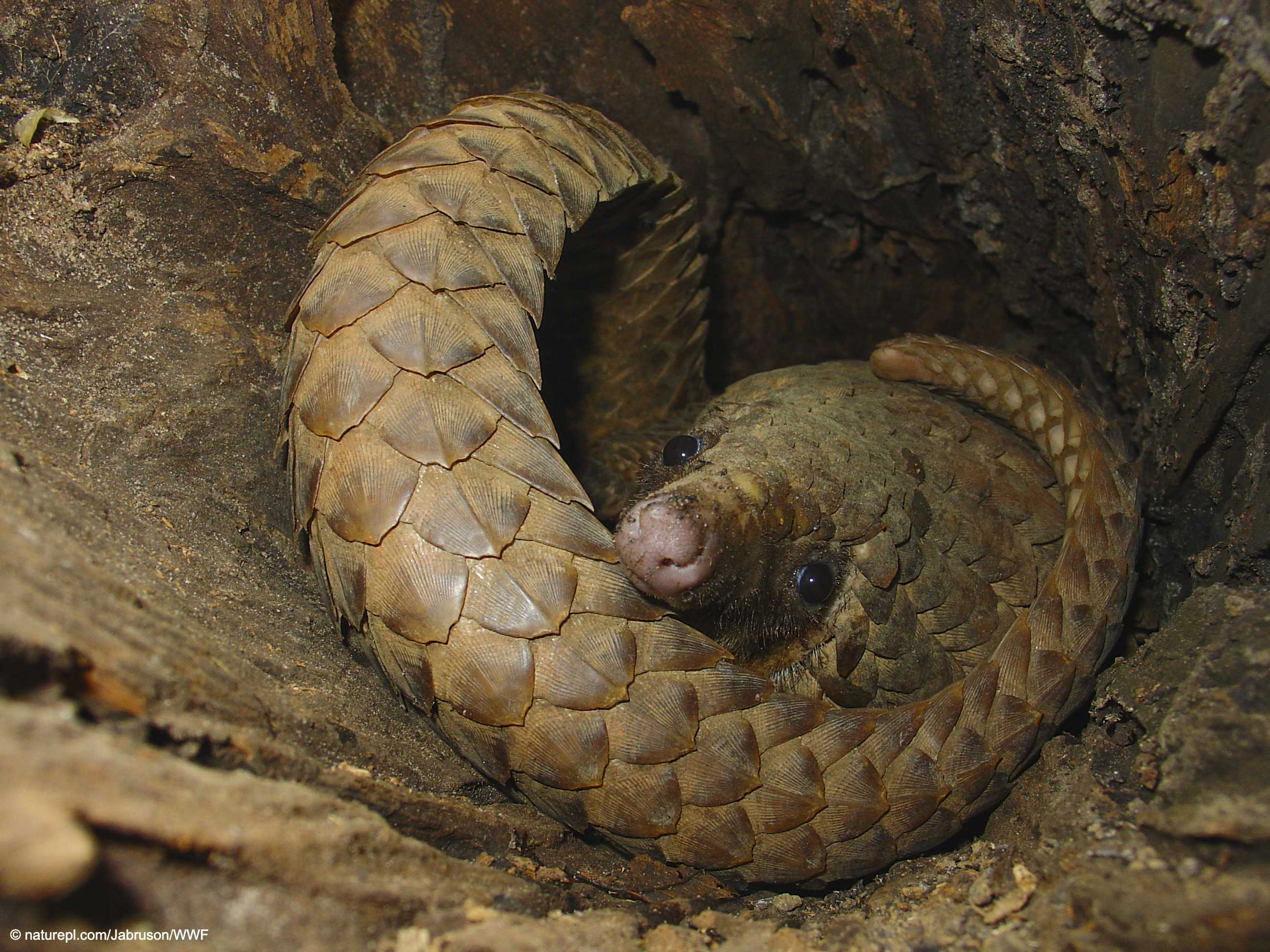 wwf世界自然基金会 的想法: 分享一只巨可爱的白腹长尾穿山甲(phatag