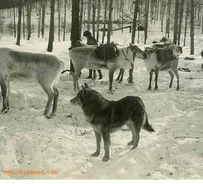 捷克狼犬,鲁波狼犬,蓝湾牧羊犬,塔马斯狼犬,萨尔路斯猎狼犬,加拿大