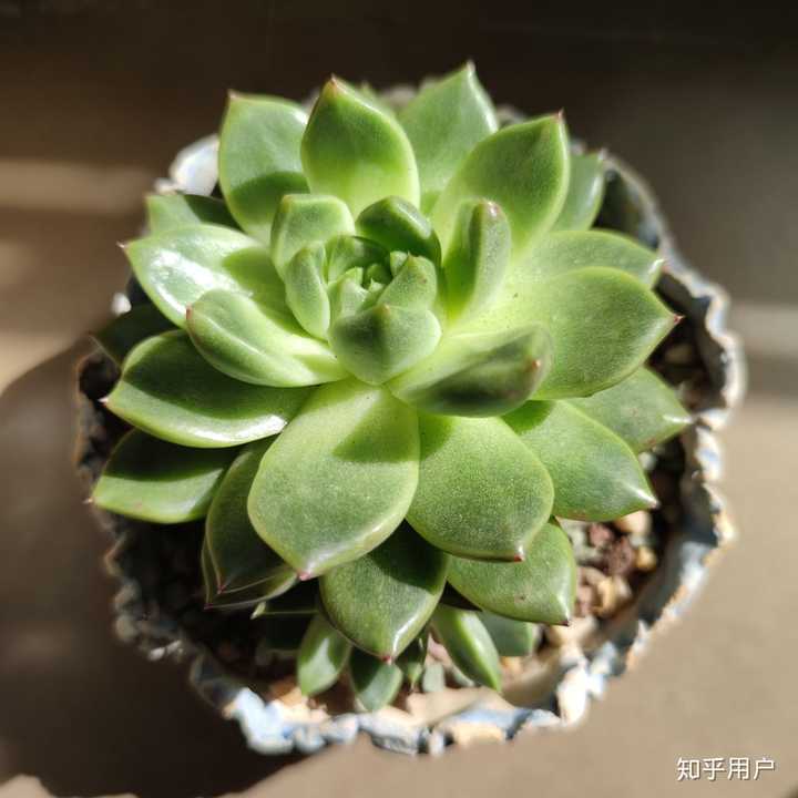 哪些多肉植物是你非常稀罕的品种 知乎 哪些多肉植物是你非常稀罕的品种 知乎