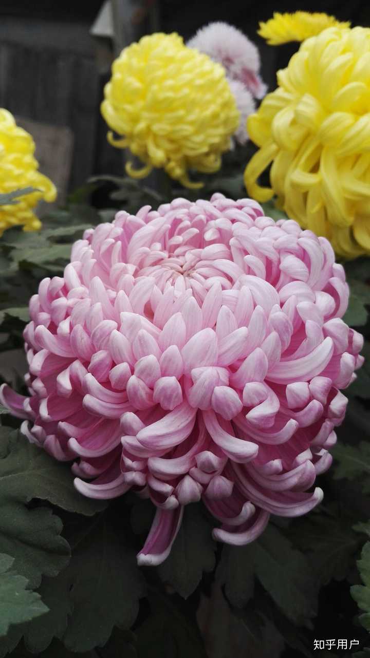 什么花是在秋天开的？ - 知乎