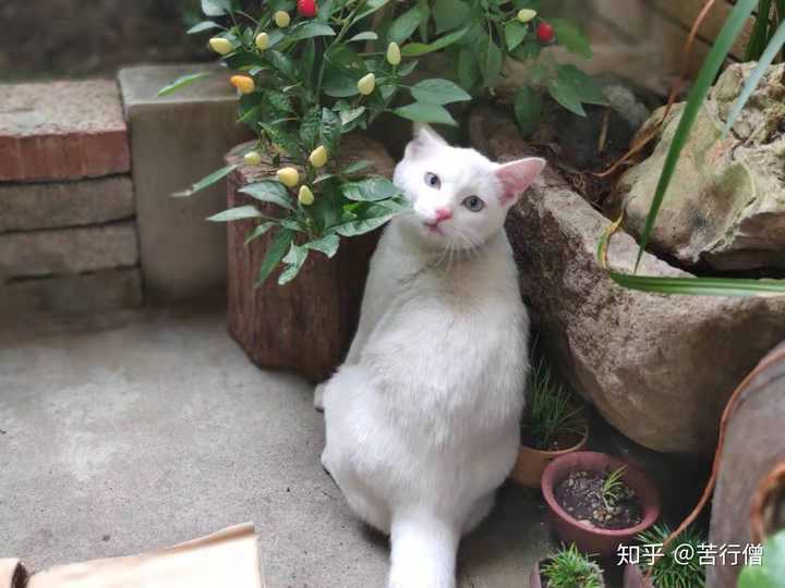 白身蓝眼是什么猫?