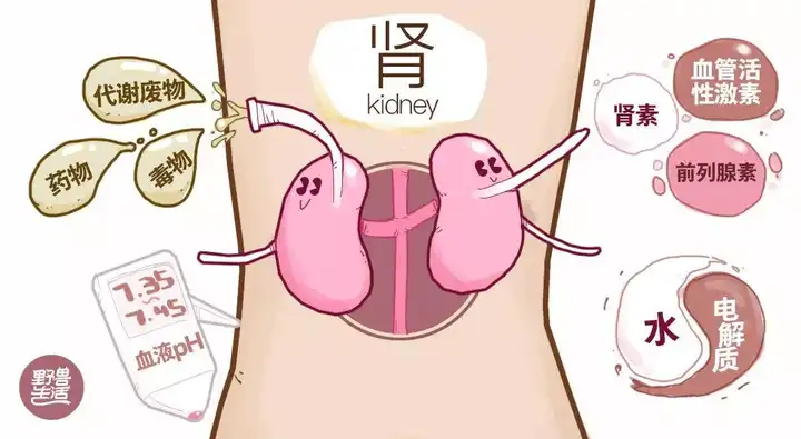 怎样避免蛋白质吃多伤肾