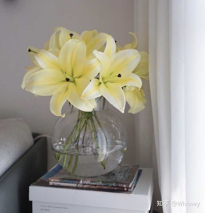 想买一个插百合的花瓶 看了好久 始终没有那种很中意的 你们有什么推荐么 知乎