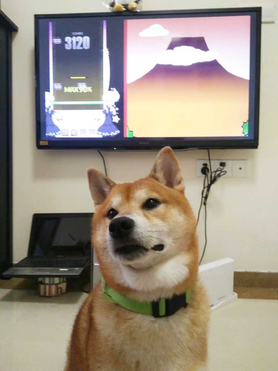 索狗吓得露出了任豚的… - 知乎