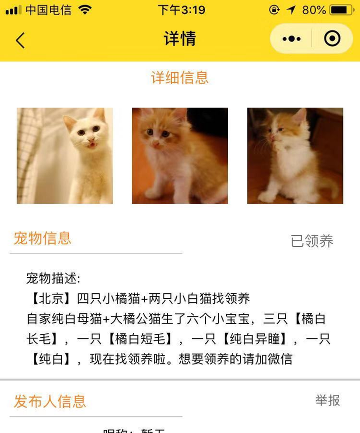 闲鱼上800的布偶猫可以买吗 知乎