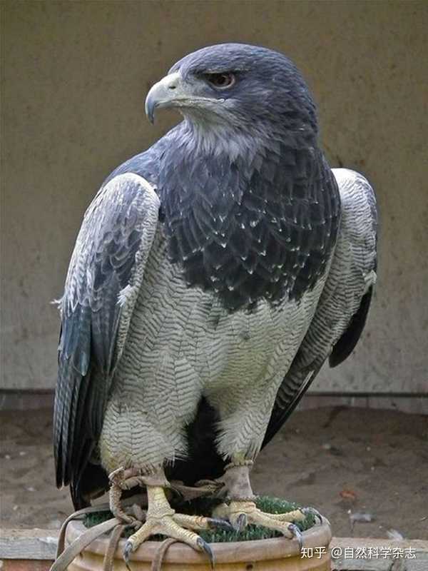 风清扬 的想法: #自然科学杂志# #猛禽杂谈# 黑胸鵟雕(ge… - 知乎