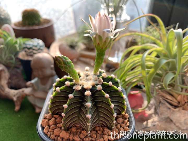 植物问题大全 知末网问答 植物问题大全 知末网问答