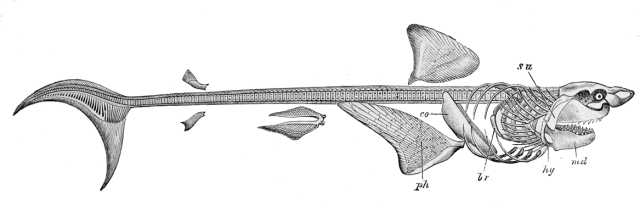 大白鲨骨架图