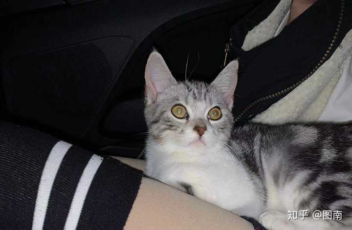 这样的小美短会发腮长成圆脸吗?(有图)?