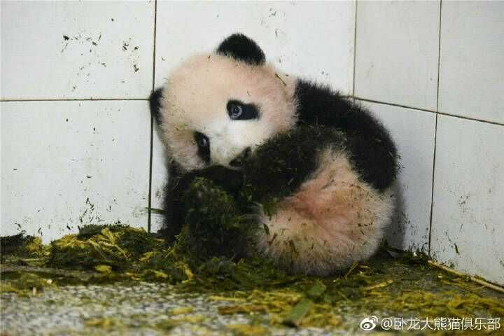 如何评价熊猫胖大海? - 大熊猫博爱粉的回答