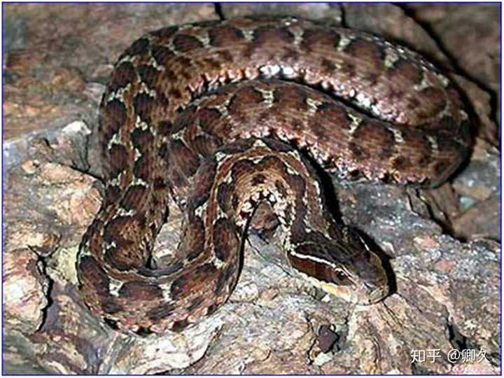 土球子蛇图片 蛇图片大全真实 农村常见的蛇