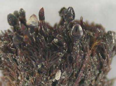 有哪些仅含有单一已描述物种的属以上分类单元？ - 知乎