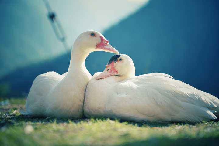 一次去乡村散心的时候拍的照片,居然让两只鸭子秀了恩爱