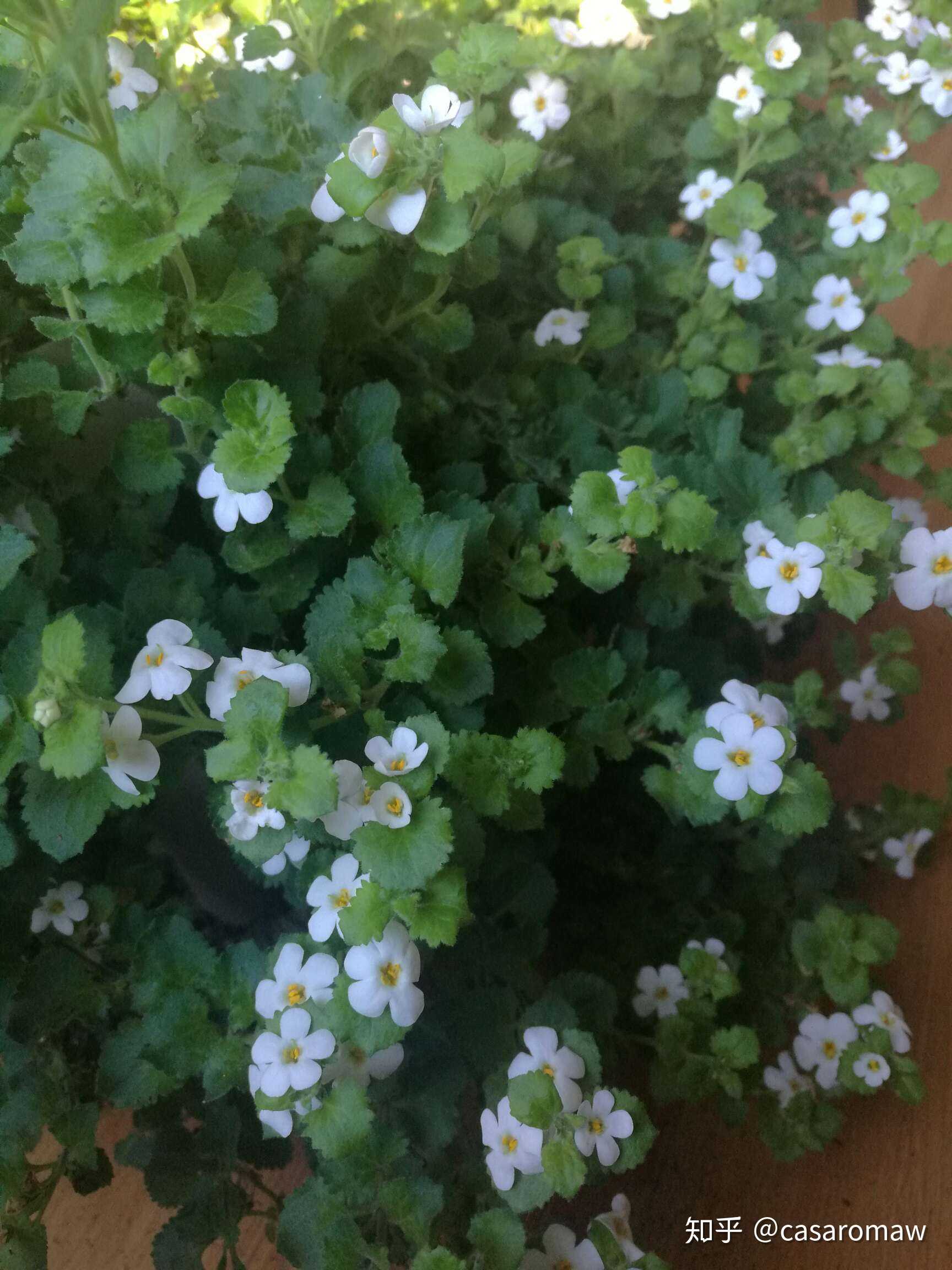 一株夏花的时差