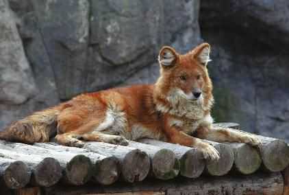 如果华南虎灭绝会带来什么影响?