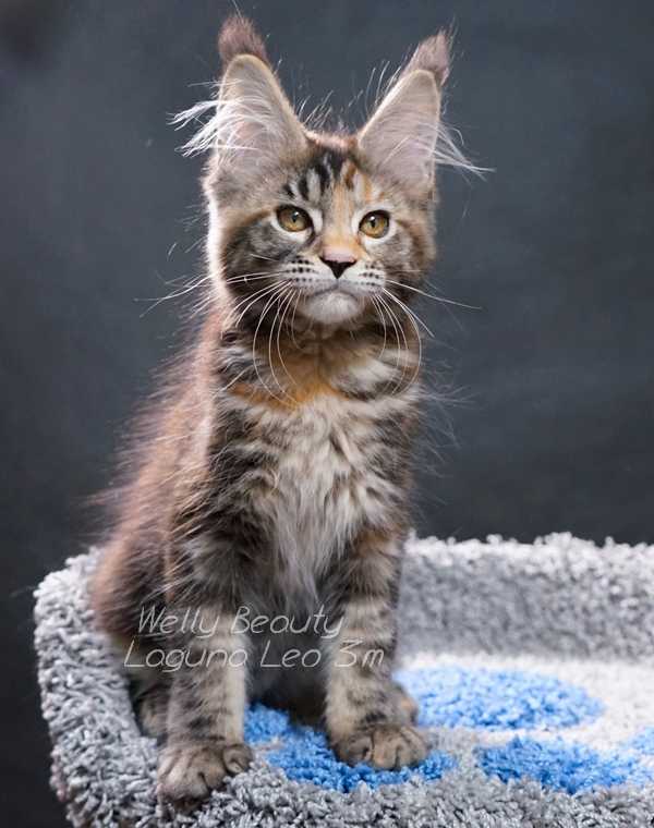 玳瑁猫有没有貌美的例外存在 知乎 玳瑁猫有没有貌美的例外存在 知乎